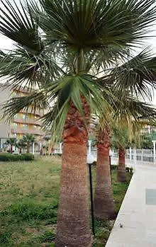 Club Scala Nuova Hotell Kusadası